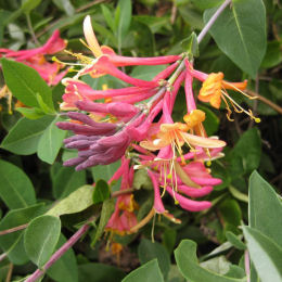 Lonicera heckrottii Goldflame